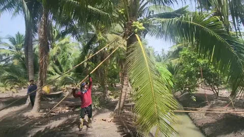 มะพร้าวน้ำหอมพุ่งทะลุ 40 บาท/ลูก ชาวสวนสมุทรสงครามยิ้มออก แม้ช่วงนี้ผลผลิตน้อย 