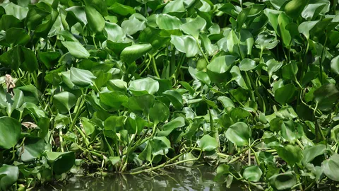 ชาวบ้านใกล้คลองมหาสวัสดิ์ร้องทุกข์ ผักตบชวาแน่นคลอง ขยะสารพัดขวางทางน้ำ