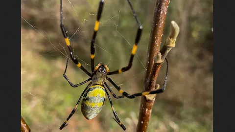 แมงมุมยักษ์ "โจโร" ใหญ่เท่ามือมนุษย์ กำลังบุกสหรัฐฯ