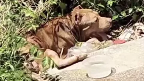 หดหู่ใจ "สุนัขพิตบูล" มีเห็บหมัดเต็มตัว ถูกปล่อยทิ้งข้างทางในสภาพอิดโรย