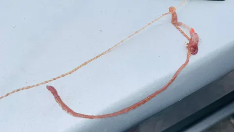 มันคืออะไร ชิ้นส่วนสัตว์ปริศนา ลักษณะประหลาด สัมผัสแล้วแสบเหมือนโดนเข็มทิ่ม