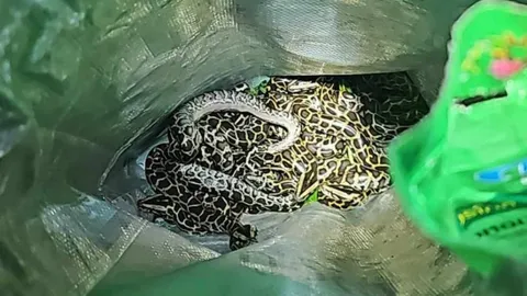 เห็นแล้วผวา กองทัพ "งูหลาม" 13 ตัว เกาะรั้วบ้าน กัดนิ้วคนบาดเจ็บไป 1 ราย (คลิป)