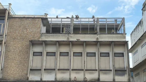 ลิงลพบุรีเปลี่ยนไป ระมัดระวังตัว กลางวันแอบซ่อน หนีการจับกุม 