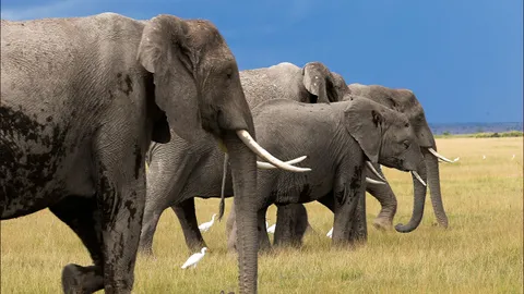 นักชีววิทยา สหรัฐฯ เผยวิจัยใหม่ช้างแอฟริกาเรียกชื่อกันและกัน