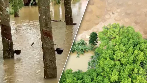 ป้าร้องนายทุนถมที่ 100 ไร่ปลูกทุเรียน ปิดทางน้ำทำท่วมสวนยาง 