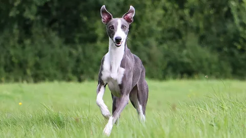 ยกย่องหัวใจตูบ