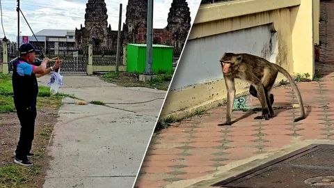 จับลิงลพบุรี ทำยอดทะลุเป้า 1,190 ตัว ผู้ว่าฯ ส่งทีมคุ้มกัน ร.ร.พิบูลฯ