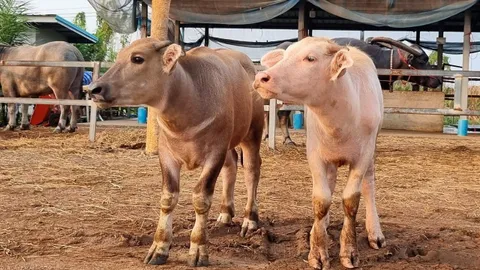 ได้ควายเผือกเฮงกว่าถูกรางวัลที่ 1 ปังยังไง ติดตามในรายการ "มีข่าวดีมาบอก"