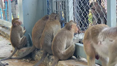 "ลพบุรี" ปิดฉากปฏิบัติการ "ล่าลิงขาโจ๋" 10 วัน ทะลุเป้า-รวบกว่าพันตัว