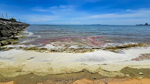 ทะเลพัทยาสุดวิกฤติ คราบน้ำมันเต็มหาด