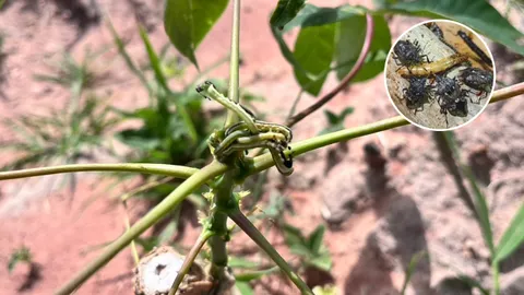 เกษตรกาญจนบุรี ขอตัว "มวนพิฆาต" ปล่อยรับมือหนอนกระทู้ระบาดในไร่มันสำปะหลัง