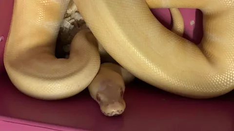 เจ้าของเป็นห่วงมาก ตามหา "น้องหมอนทอง" งูหลามเลี้ยงที่หายไป หวั่นถูกทำร้าย