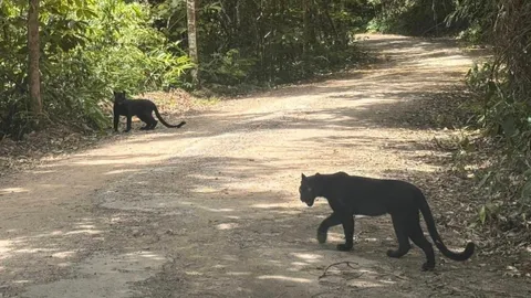 ตื่นเต้นมาก นักท่องเที่ยวพบ "เสือดำ" ระหว่างทางขึ้นพะเนินทุ่ง แก่งกระจาน
