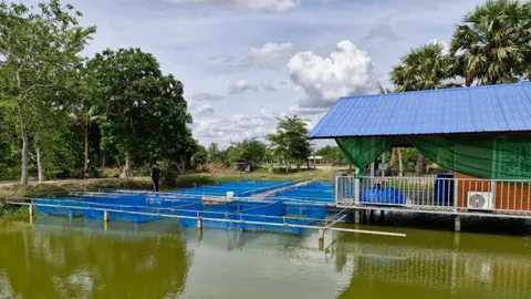 ชาวนาโคราชเปลี่ยนที่นาดอน ขุดบ่อบาดาลสูบน้ำเลี้ยงปลา ทำรายได้หลักแสนต่อเดือน