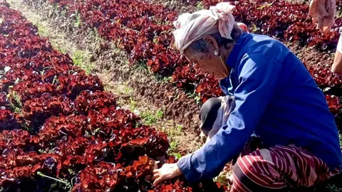 เกษตรกรปลื้ม..เพาะดี กินดี อาหารปลอดภัยผลผลิตเพิ่มพูน