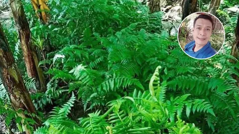 หนุ่มแพร่ปลูกผักกูดขาย ต้นกล้าและตัดยอด สร้างรายได้ ต่อยอดเป็นศูนย์เรียนรู้