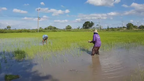 เตือน "โรคฉี่หนู" กลับมาระบาดอีกครั้ง หลัง 4 จังหวัดภาคอีสาน พบผู้ป่วย 68 ราย