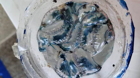 เตือนภัย "แมงกะพรุนไฟหมวกโปรตุเกส" พิษร้ายแรงที่สุดในโลก โผล่หาดภูเก็ต