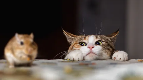 หนูกับแมว