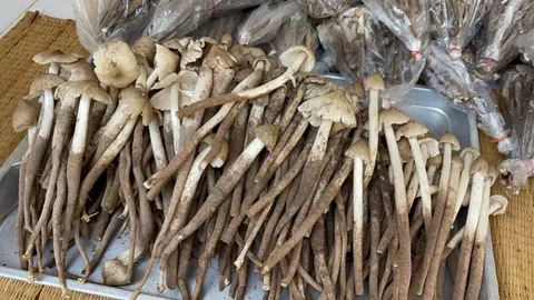 เห็ดโคนยโสธรออกแล้ว ชาวบ้านเข้าป่าชุมชนดงมัน เก็บขายราคาพุ่ง กก.ละ 500 