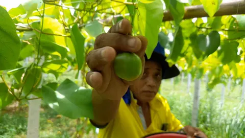 ผญบ.ที่สุรินทร์ พาชาวบ้านเพาะผักสาบ ชำกิ่งพันธุ์ขาย แค่ 2 เดือนมีออเดอร์แน่น 