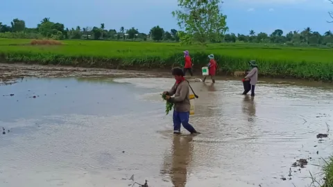 ชัยภูมิเริ่มมีอาชีพใหม่สุดฮิต "รับหว่านข้าว" รวมตัวเป็นกลุ่ม ทำรายได้วันละพัน