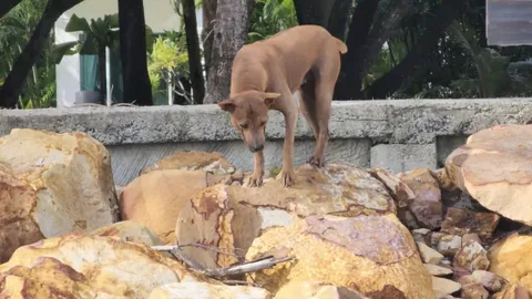 เมียยันฝรั่งใจบุญ รับเลี้ยงหมาจรจัด ไม่เคยปล่อยกัดใคร