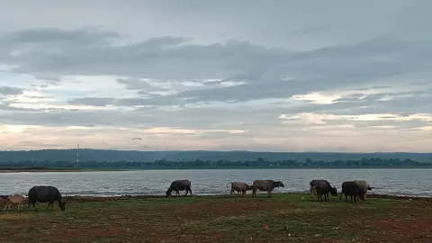 เข้าฤดูฝนลำแชะโคราชยังแห้ง ไม่มีน้ำเข้าเขื่อน ขณะที่ชาวนาเริ่มปลูกข้าวนาปีแล้ว