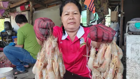 ชาวประมงพื้นบ้านคลองสน วางอวนจับกุ้งแชบ๊วยได้อื้อ ขายทำเงิน กก.ละ 200-250 บาท