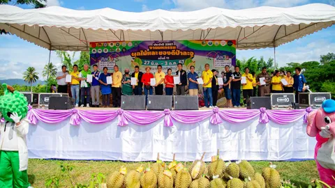 ชวนเดิน มหกรรมผลไม้และของดีป่าละอู ครั้งที่ 11 คัดทุเรียนเกรด A กก.ละ 250