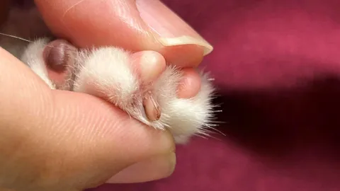 ร้านคาเฟ่ขอโทษแล้ว ดราม่า "ตัดเล็บแมว" จนเลือดออก ยินดีรับผิดชอบทุกอย่าง