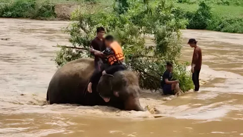 เปิดใจ ควาญช้างฮีโร่ ฝ่ากระแสน้ำป่าช่วยชีวิตนักท่องเที่ยวแพล่ม จนปลอดภัย