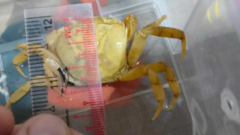 ปูนาสีทองอร่าม เชื่อช่วยให้ค้าขายดี คนส่องเลขเด็ดบนกระดอง เสี่ยงโชค 1/7/67