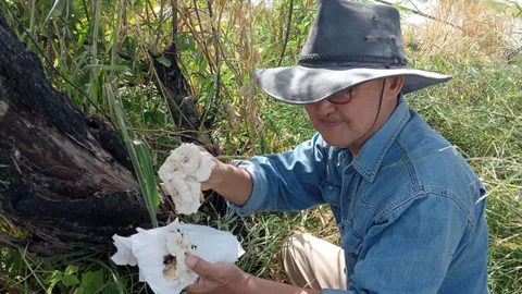 นักวิจัยฯ เก็บตัวอย่าง เห็ดหลินจือ-เห็ดขอนขาว-เห็ดบดอีสาน หวังเพาะขยายพันธุ์