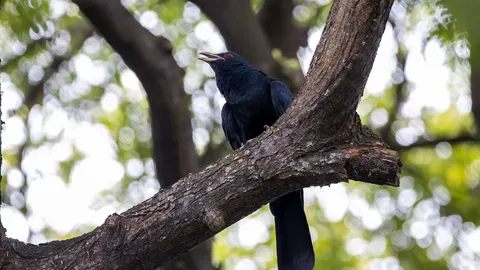 เปิดความเชื่อ "นกกาเหว่า" ความหมายตามตำราโบราณสื่อถึงเรื่องใดบ้าง