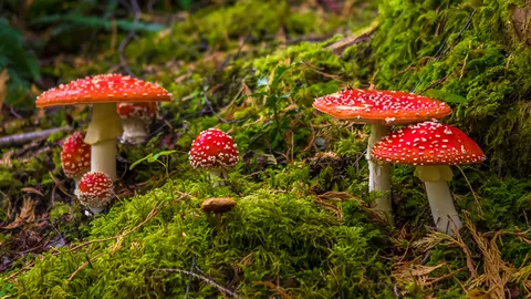 เห็ดพิษ..หน้าฝน ความเสี่ยงถึงตาย