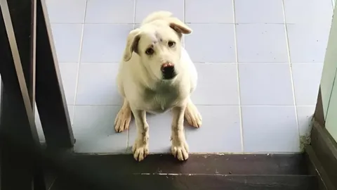 "น้องกิตติโชค" ลาบราดอร์ถูกทิ้ง ซ้ำโดนลิงรุมกัด มีคนใจดีรับเลี้ยงแล้ว