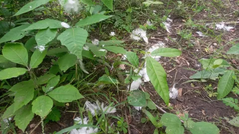 พบเศษขน-รอยเลือด "นกยูงอินเดียสีขาว" คาดถูกสัตว์ผู้ล่าทำร้ายหรือกินแล้ว