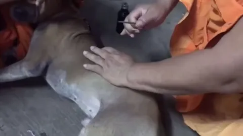 สุดเวทนา "เจ้าแดง" หมาวัด ถูกคนใจบาปยิงตะปูคอนกรีตยาว 9 ซม. ปักกลางหลัง