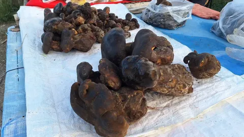 ชาวบ้านพะเยาเข้าป่าหาเห็ดตับเต่า ของดีมีปีละครั้ง ขายราคาดี กก.ละ 80-120 บาท