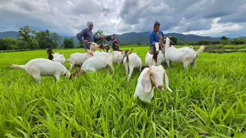 เกษตรกรกำแพงเพชร ปลูกมังคุดควบเลี้ยงปศุสัตว์ ทำรายได้ดีเล็งทำโฮมสเตย์ต่อยอด