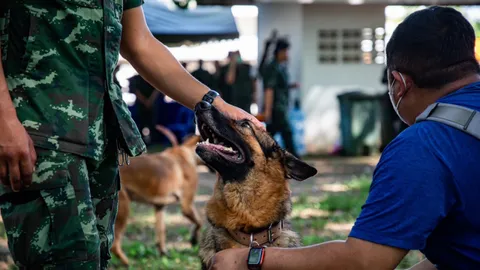 ประมวลภาพ เปิดประมูล "สุนัขทหาร" ที่ไม่ผ่านเกณฑ์ ราคาสูงถึง 120,000 บาท