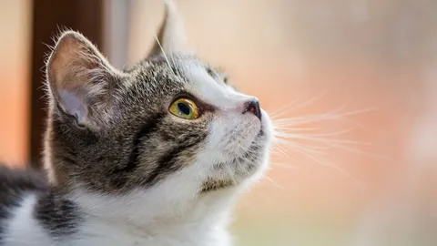 ใครจะรู้ว่าแมวตาทิพย์