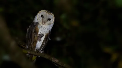 เปิดความเชื่อ "นกแสก" ร้อง สื่อถึงอะไร เกี่ยวกับความตายจริงหรือ