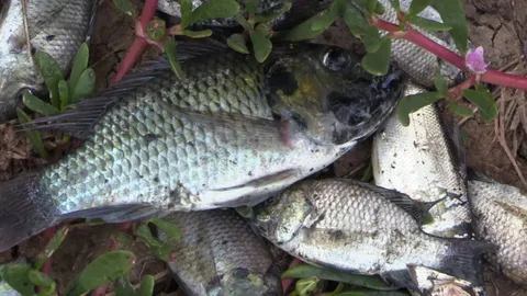 ปลาหมอคางดำระบาดทั่ว อ.หัวไทร กระทบแหล่งปลากระบอกพื้นถิ่น ชี้ทน 3 น้ำ ตายยาก