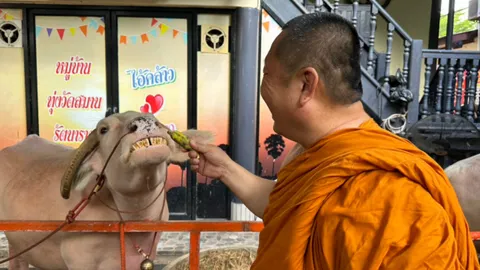 ควายเผือกแสนรู้ วัดสมานฯ ยิ้มหวาน ฟันเรียง ขอบคุณเจ้าอาวาสให้กินกล้วย