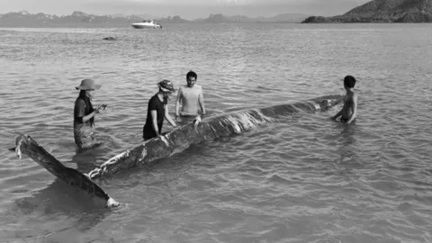 เปิดผลชันสูตรซาก "วาฬบรูด้า" เกยตื้นบริเวณอ่าวสอง เกาะพะลวย พบแผลถลอกตามลำตัว