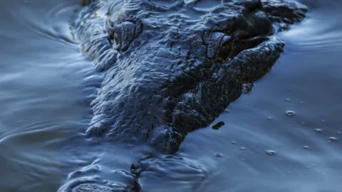 ตร.ออสเตรเลีย ยิงสังหาร จระเข้ตัวใหญ่ กัดเด็กหญิง วัย 12 ปี ดับสลด