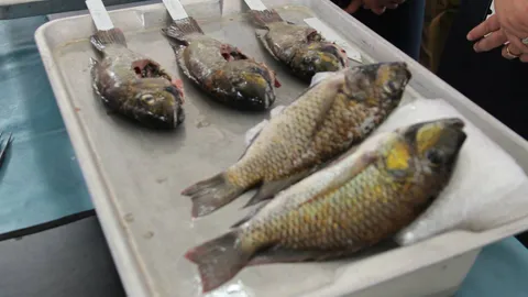 เมนูจากปลาหมอคางดำเมืองคอน ทำกะปิเคย สูตรป้าจิตรบ้านหน้าโกฏิ ของเด็ด กก.ละ 150