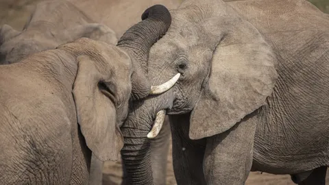 ช็อก นักท่องเที่ยวสเปนถ่ายรูปกับช้างในแอฟริกาใต้ สุดท้ายโดนกระทืบดับ